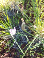 Stephanomeria tenuifolia