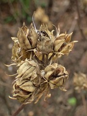 Magnoliopsida