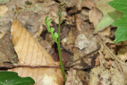 Trianglelobe moonwort (Botrychium ascendens)