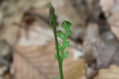 Botrychium ascendens