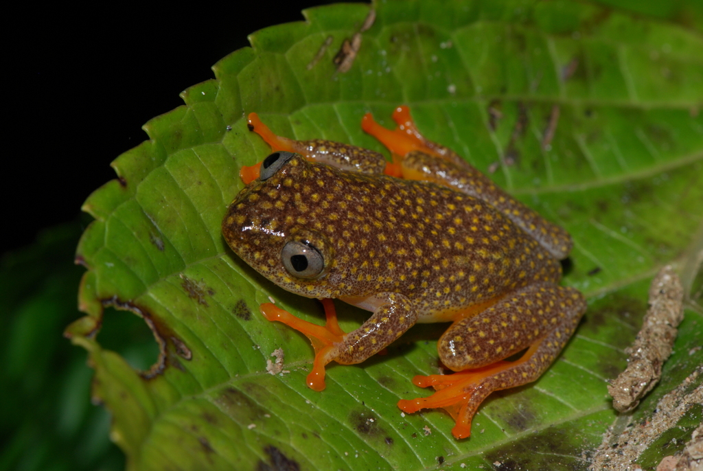 Whitebelly Reed Frog