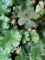 Marchantia polymorpha