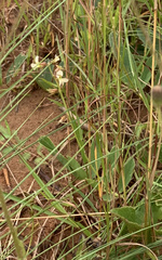 Ophrestia oblongifolia