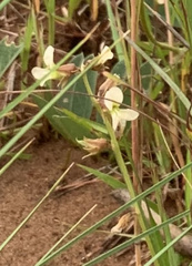 Ophrestia oblongifolia