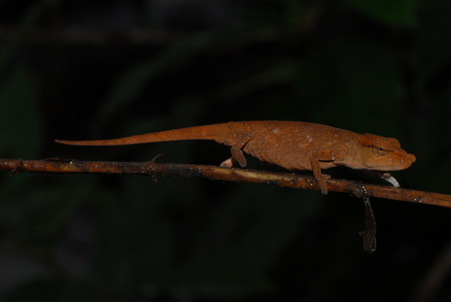 Ranomafana Nosed Chameleon