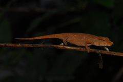 Ranomafana Nosed Chameleon photo 3