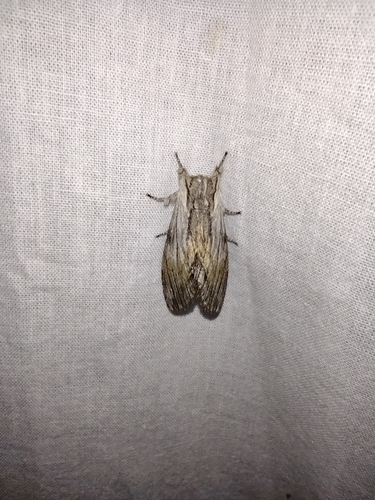 chochlatka Milhauserova (Harpyia milhauseri)