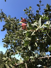 Andricus crystallinus