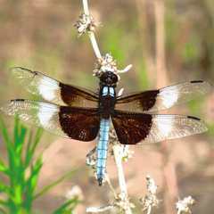 Libellula luctuosa