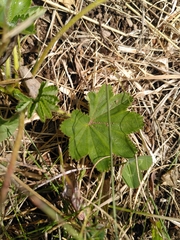 Alchemilla xanthochlora