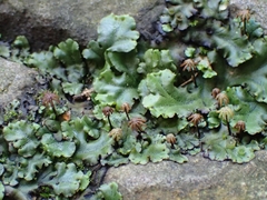 Marchantia polymorpha