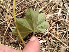 Alchemilla xanthochlora