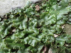 Marchantia polymorpha