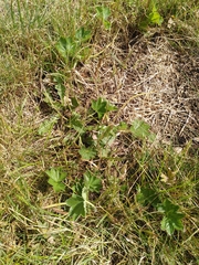 Alchemilla xanthochlora