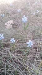 Hyacinthella dalmatica