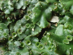 Marchantia polymorpha
