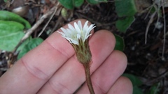 Gerbera cordata