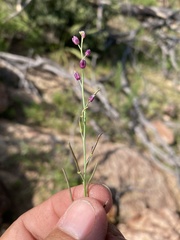 Pennellia micrantha