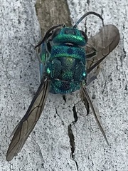 Chrysis cessata