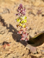 Lachenalia membranacea