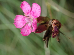 Dianthus pontederae