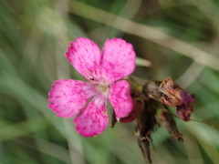 Dianthus pontederae