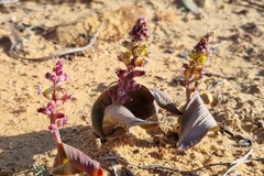 Lachenalia membranacea