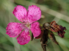Dianthus pontederae