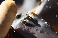 Coelopidae