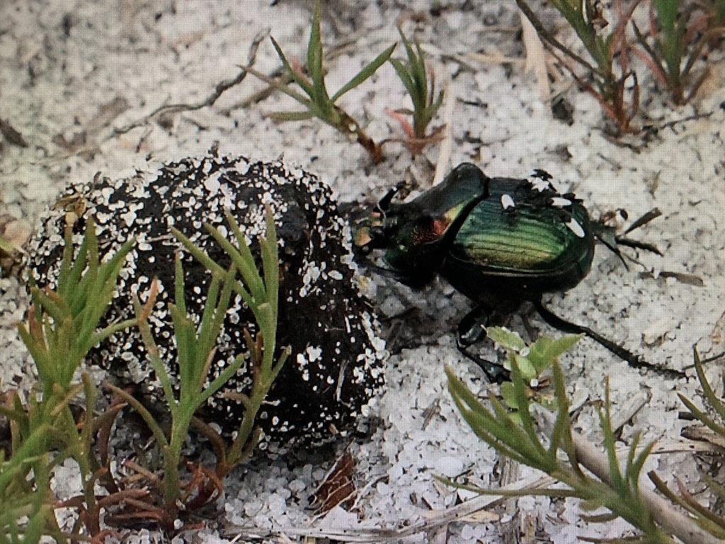 Burrowing Dung Beetles from Wekiwa Springs State Park, Apopka, FL, US ...