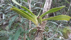 Cyrtorchis arcuata arcuata