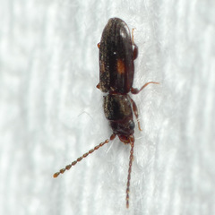 Laemophloeus