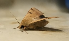 Heliothis peltigera