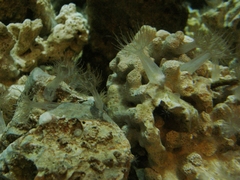 Zoantharia