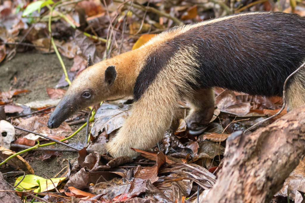 Northern Tamandua From Los Patos Sirena Trail, Puntarenas Province 