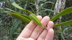 Cyrtorchis arcuata arcuata