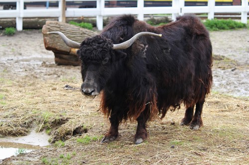 Domestic Yak