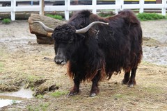 Yak photo 1