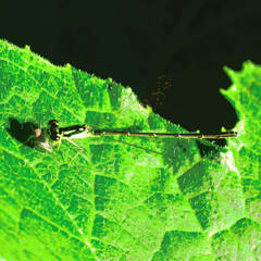 Ischnura posita