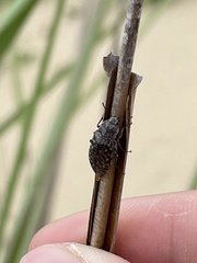 Epitragodes tomentosus