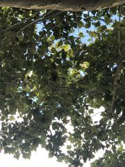 Platanus occidentalis