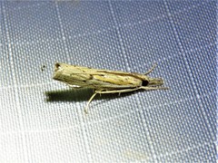 Fissicrambus quadrinotellus