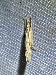 Fissicrambus quadrinotellus