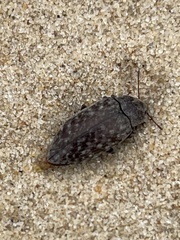 Epitragodes tomentosus