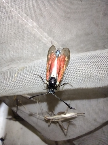 Vretienka ďatelinová (Zygaena trifolii)