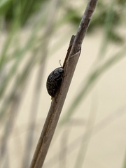 Epitragodes tomentosus