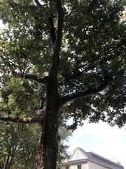 Platanus occidentalis