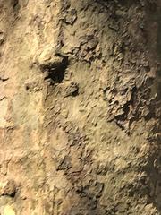 Platanus occidentalis