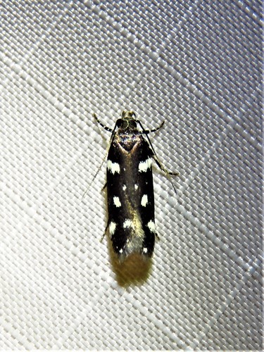 Six-spotted Aroga Moth photo 3