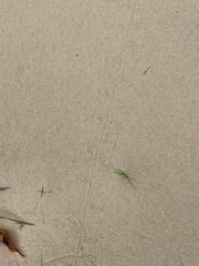 Aspidoscelis sexlineatus